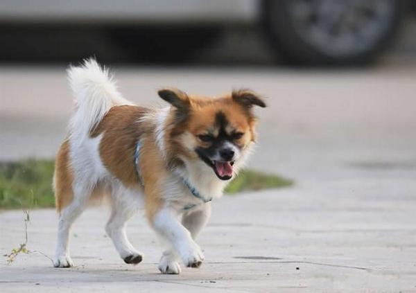 如何让孩子与狗和谐相处？5个实用技巧让宠物与小朋友成为好朋友