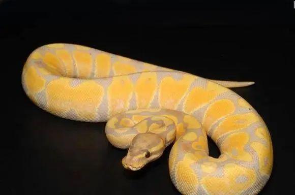 藏獒真的能当宠物养吗？