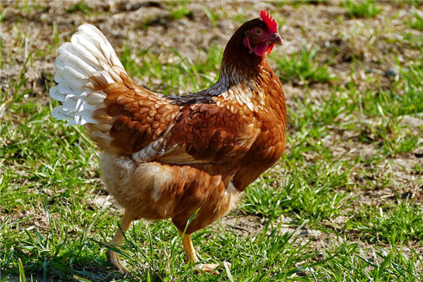 艏怎么读_艏_艏组词