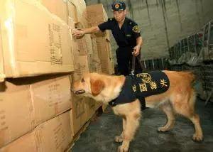 深入解析缉毒犬的训练：从挑选到专业技能培养全流程