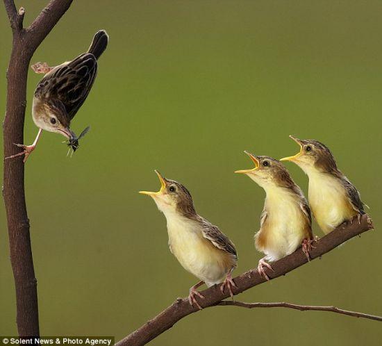 白头翁雏鸟个体饲养指南：如何正确照顾和喂养幼鸟