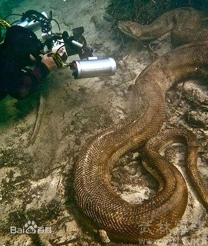 十分神秘炫酷的蛇：蓝长腺珊瑚蛇到底有哪些独特之处？