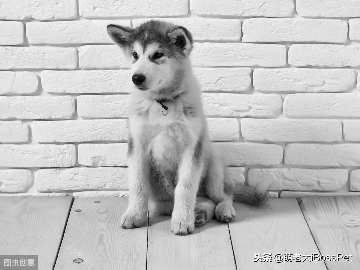 壁虱真的会钻进皮肤里吗？