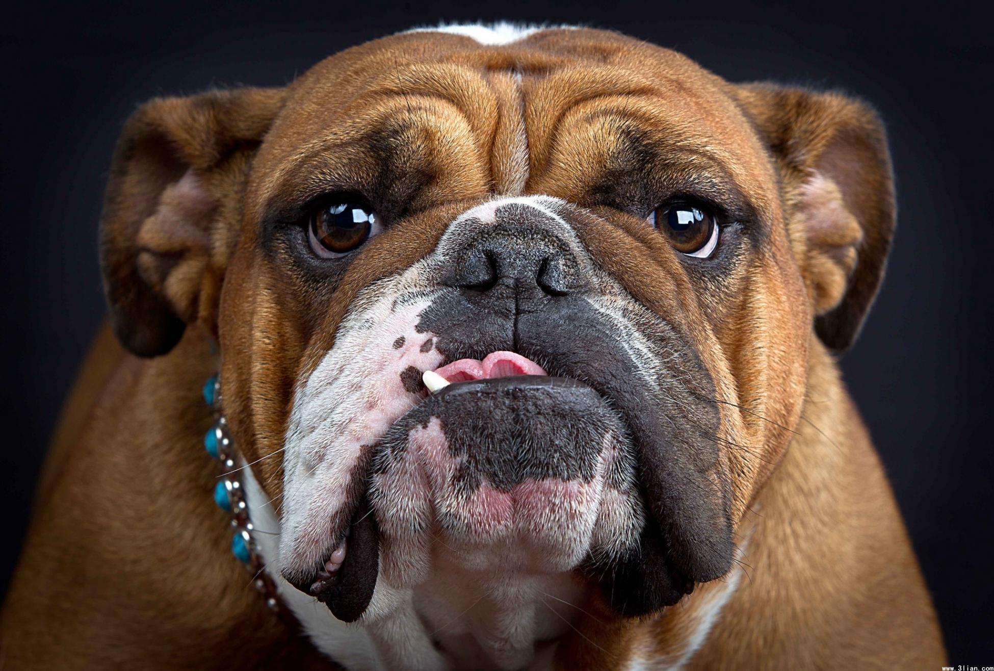 养巴吉度真的像养沙皮狗一样简单吗？