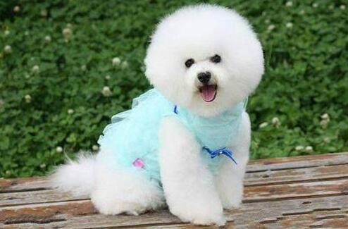 拉布拉多犬饮食：如何养成良好习惯