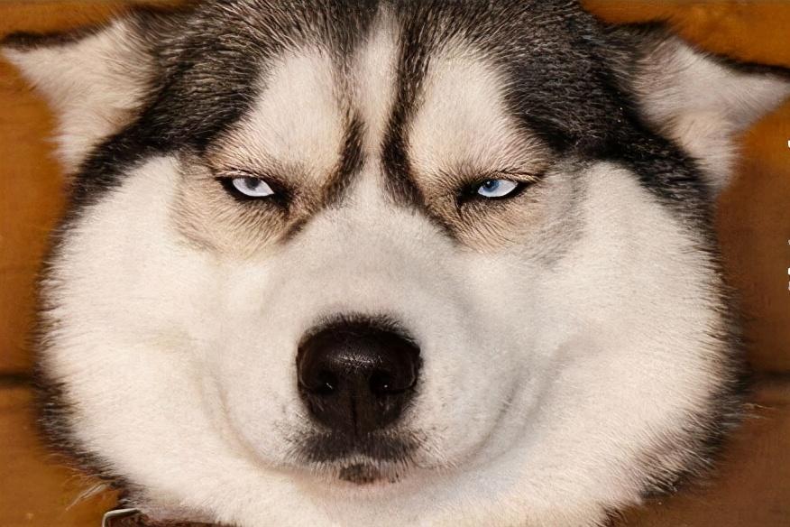 哈士奇拆家狂魔还有救吗？