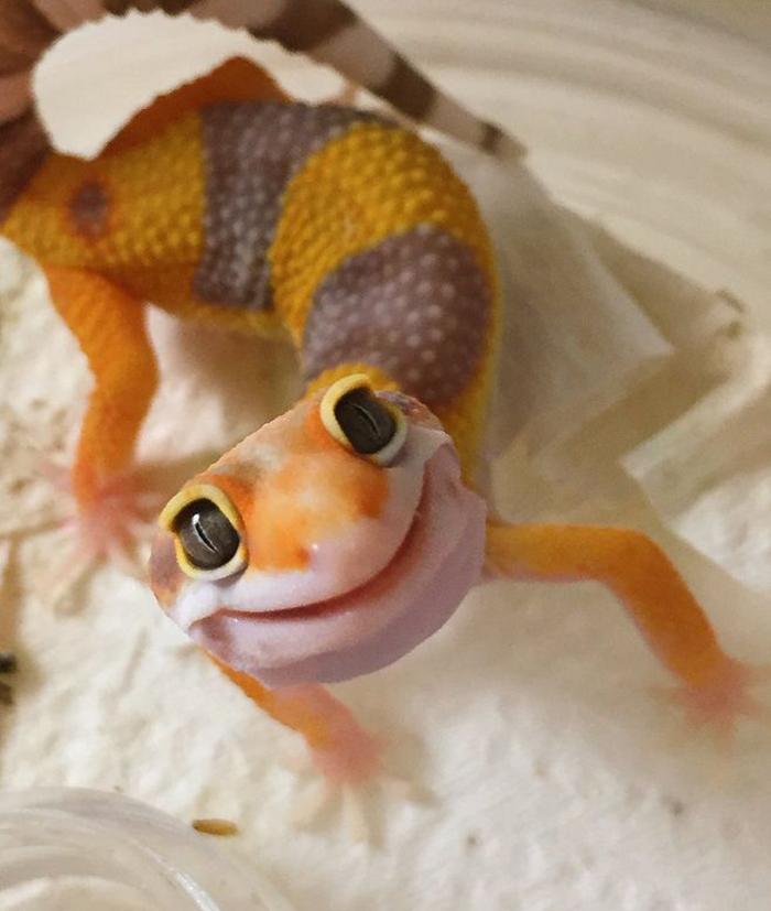 豹纹守宫真的可以当桌面宠物随便养吗？