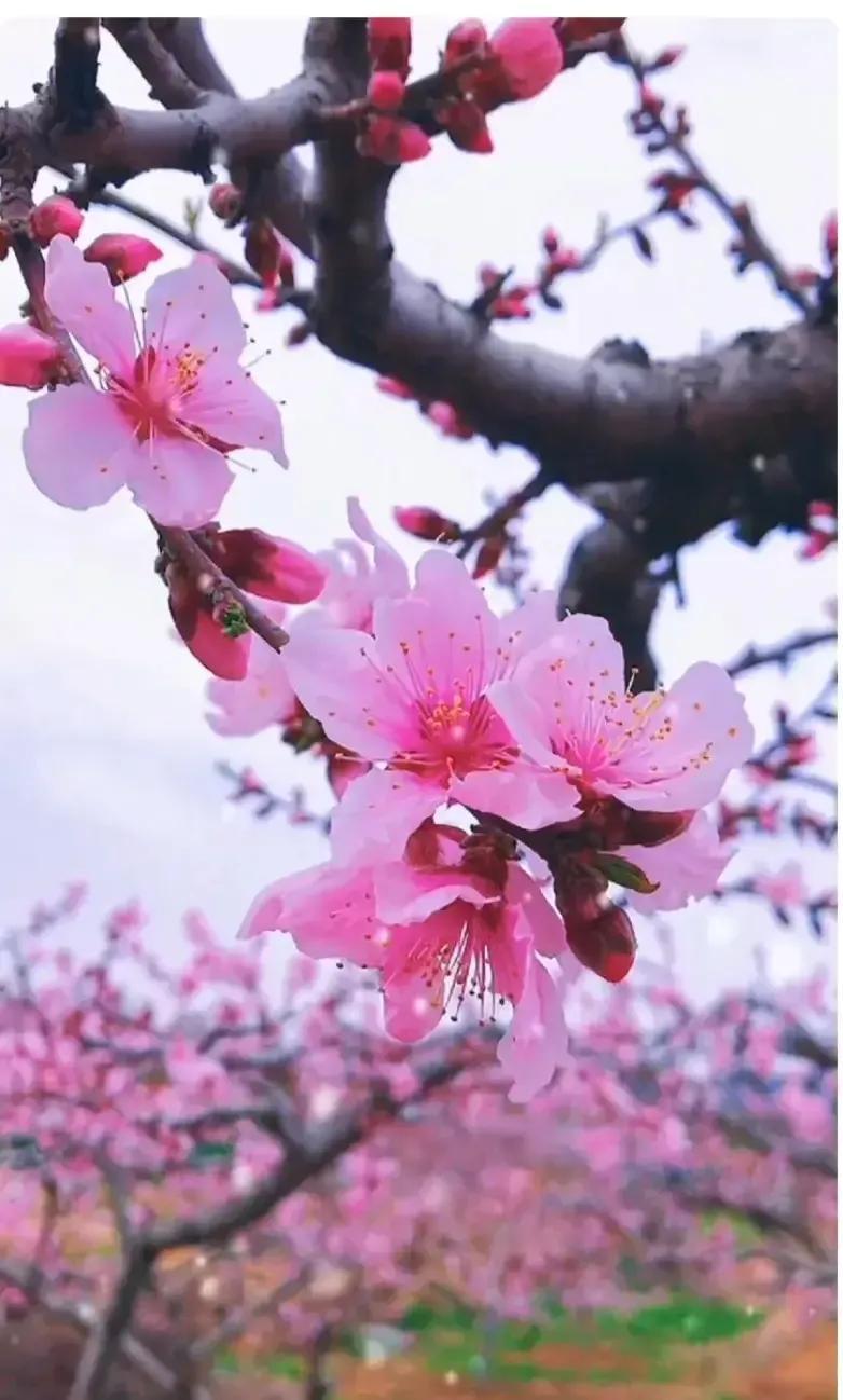 二月初九这天为什么要躲着走？