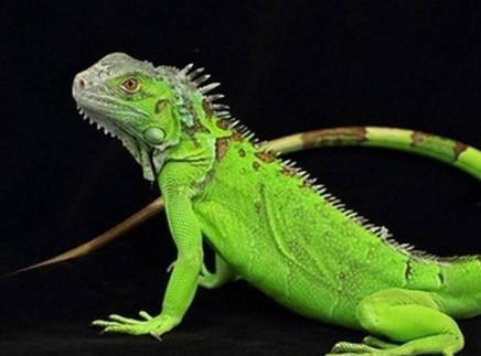 长鬣蜥真的能当宠物养吗？