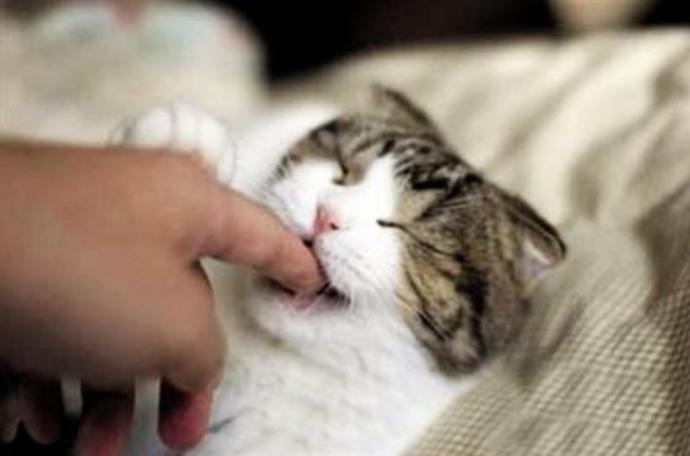 为什么我家狗狗突然半夜挠门还满地打滚？