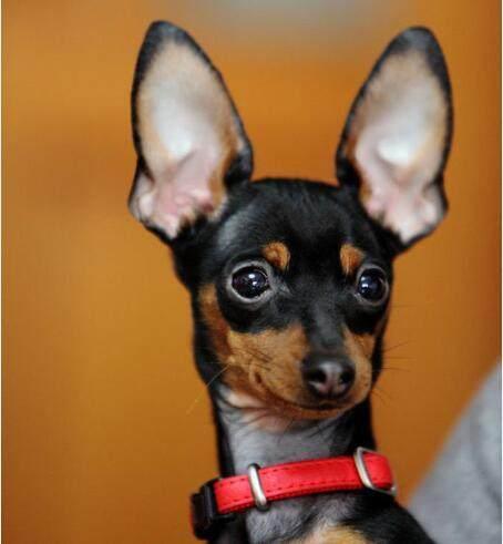 养迷你杜宾犬前必须知道的7件事？