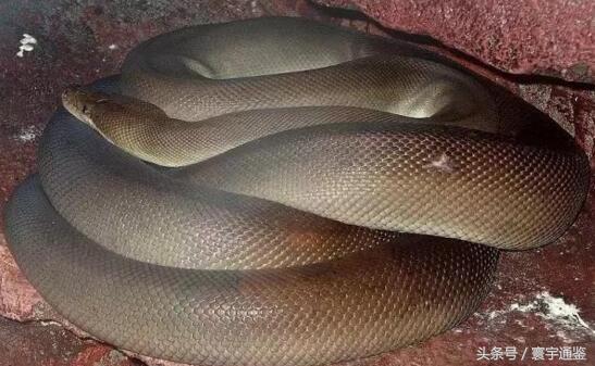 养蟒蛇当宠物真的靠谱吗? 养蟒蛇当宠物真的靠谱吗?