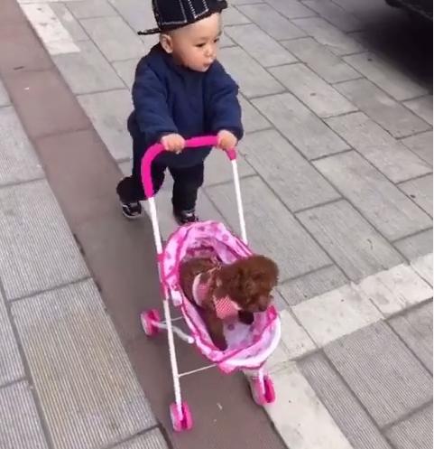 如何把泰迪犬训练成主人的小跟班：详细步骤与技巧分享