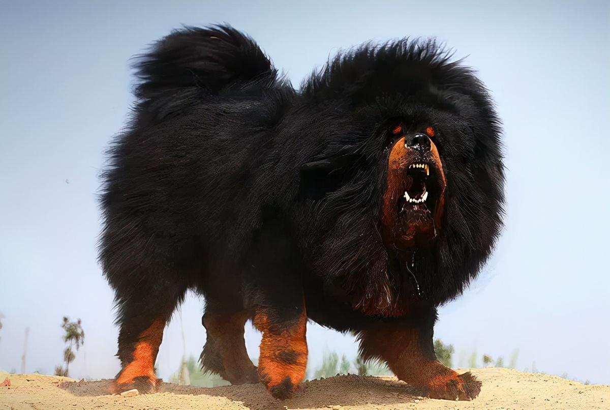 藏獒为何成不了警犬？揭秘藏獒不适合警犬工作的原因