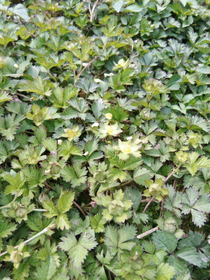 属蛇人今天该穿红色还是躲家里？