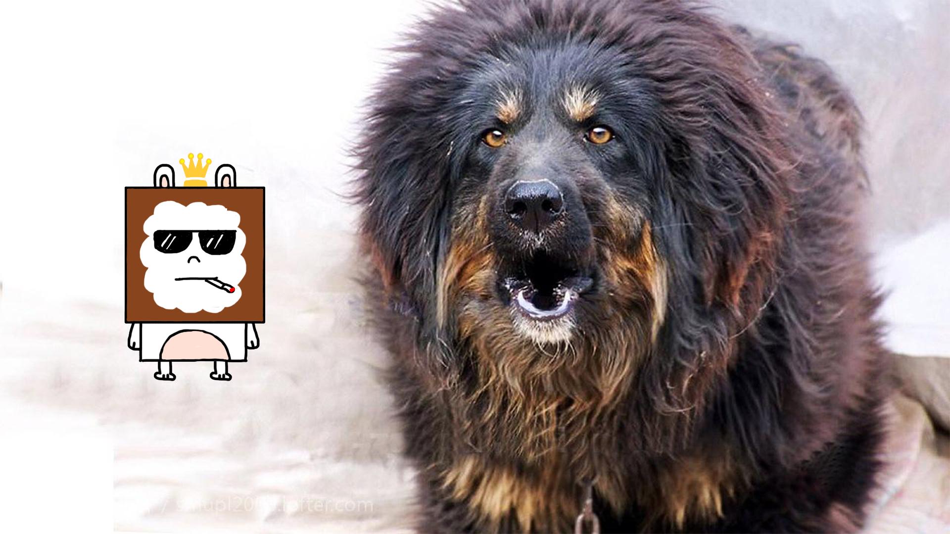 如何有效训练萨摩耶掌握基本动作？完整指南与技巧分享