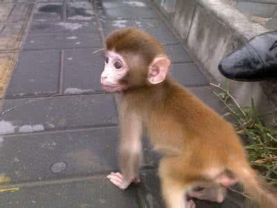 养石猴当宠物真的像网上说的那么美好吗？