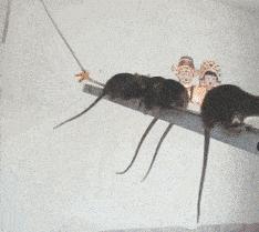 养外星人当宠物真的靠谱吗？