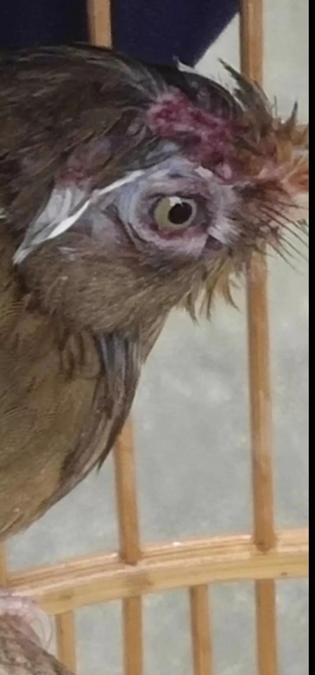 新手养画眉鸟为什么总养不活？