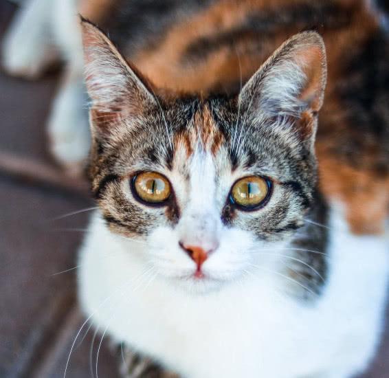 洋码头海淘是否真伪难辨？揭秘洋码头发货流程与真假辨别技巧