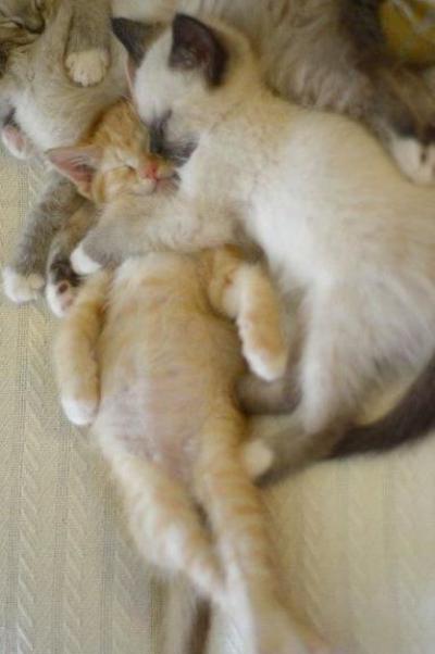 为什么你的敬奎总是用不出大神的效果？