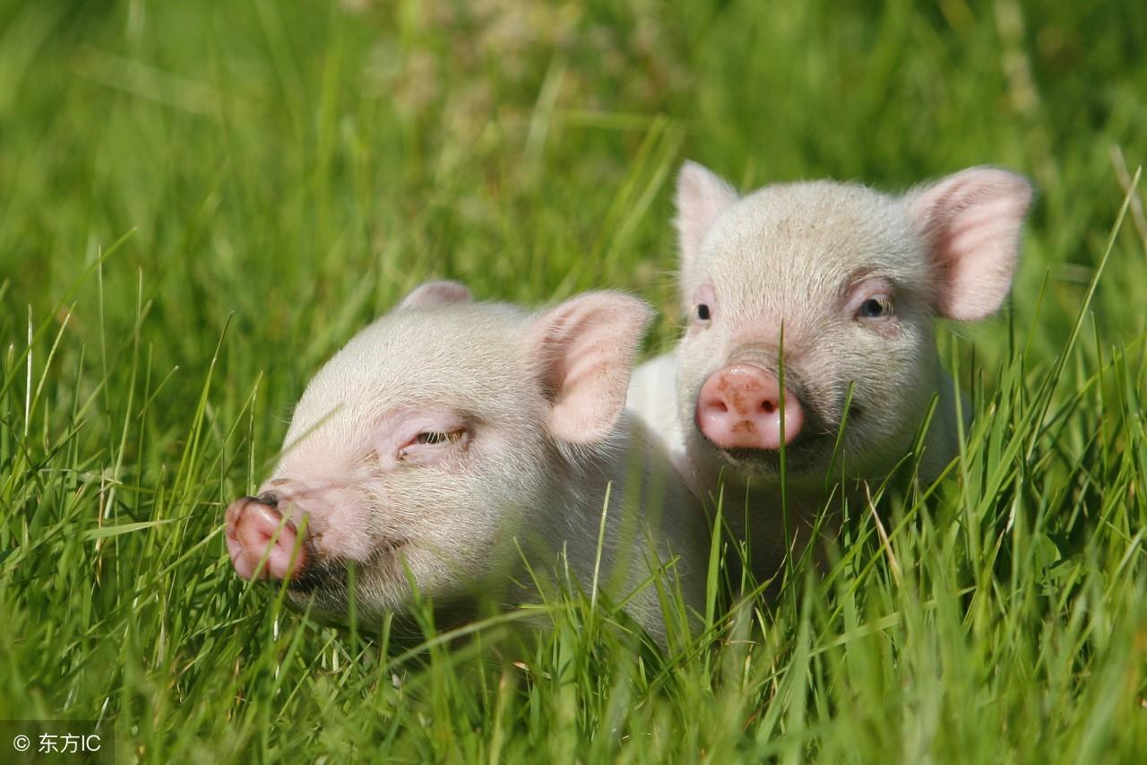 属羊的人今年到底几岁？为什么总有人算不明白？