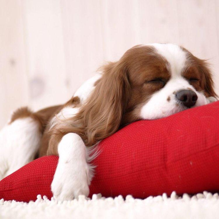 新手养宠到底要花多少钱？