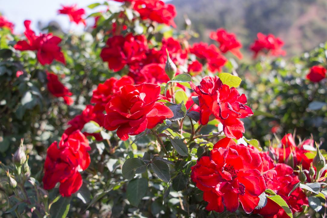 蔷 字组词真的只有蔷薇吗？