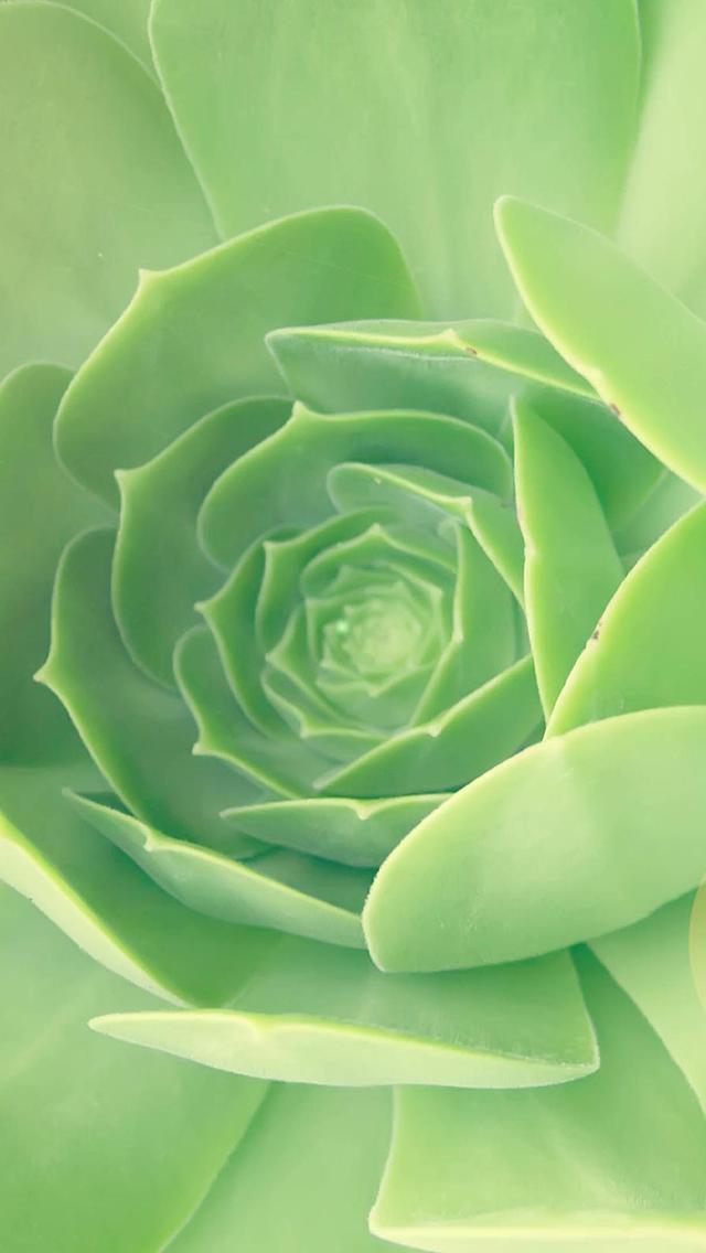 为什么别人微信聊天总在 拍一拍 ？