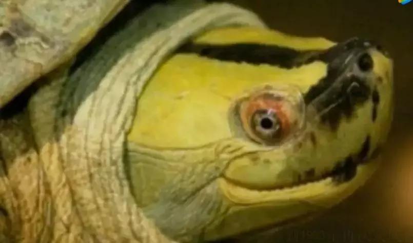 安哥洛卡龟真的难养到让人崩溃吗？