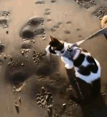 属猪的今年到底多少岁？