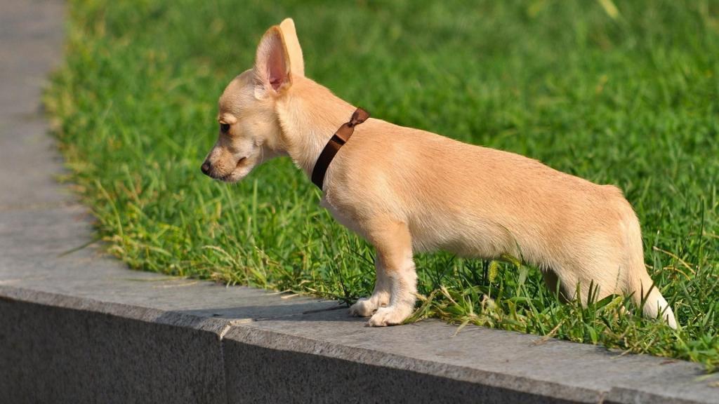 开天猫店铺一年需要多少钱？详细成本分析及预算指南