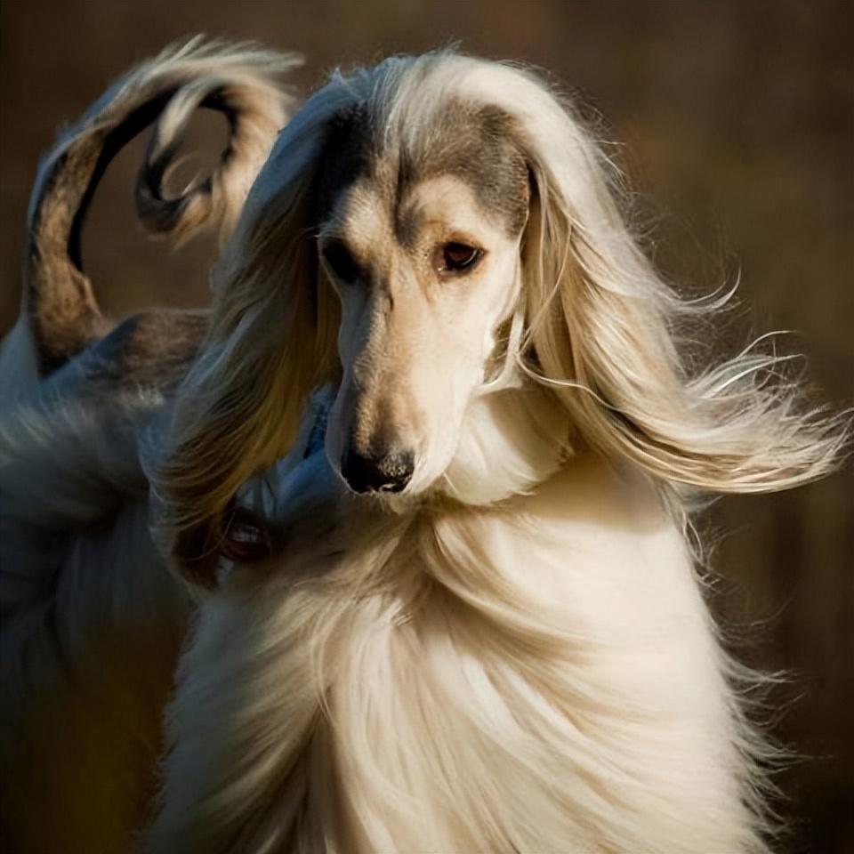 养长毛狗真的像想象中那么美好吗？