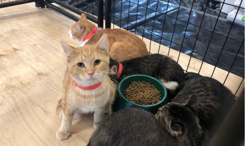 姓易的属龙男孩取名指南:超全好名推荐 姓易的属龙男孩取名指南:超全好名推荐