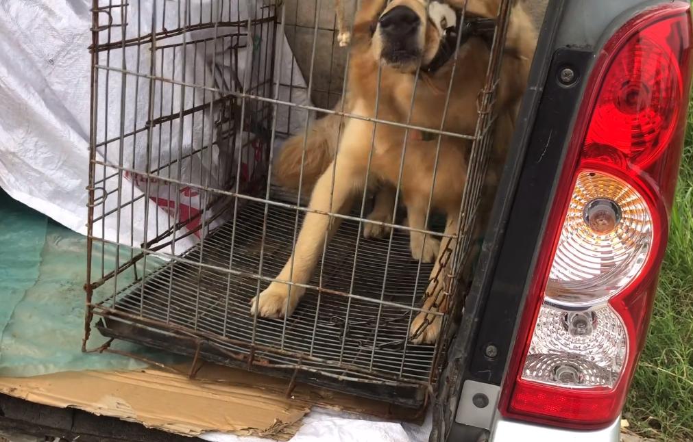 金毛犬三个月能学会哪些指令？