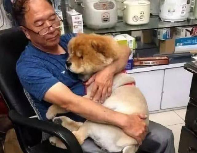 刚果扯旗鱼怎么养才能爆缸？