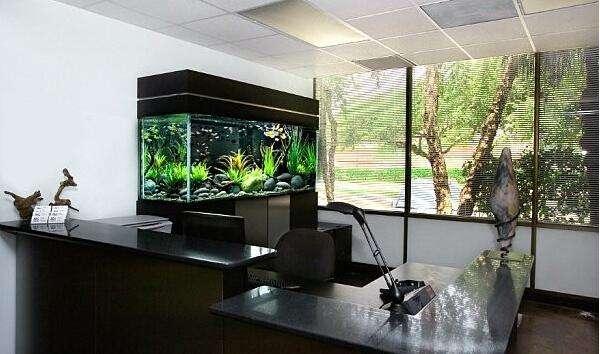 办公室放鱼缸真的能改运吗？