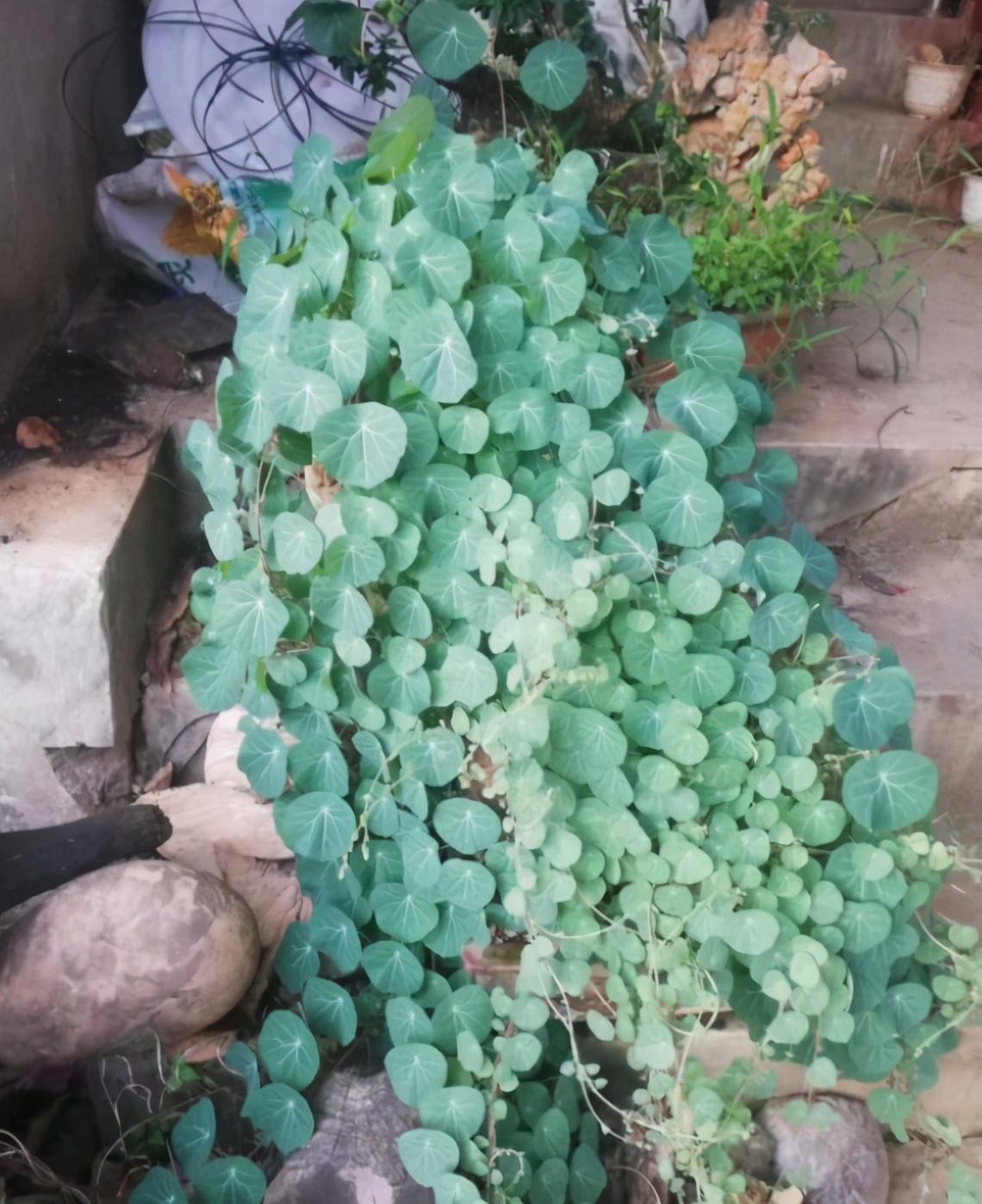 乌龟真的可以随便养就能活十年？