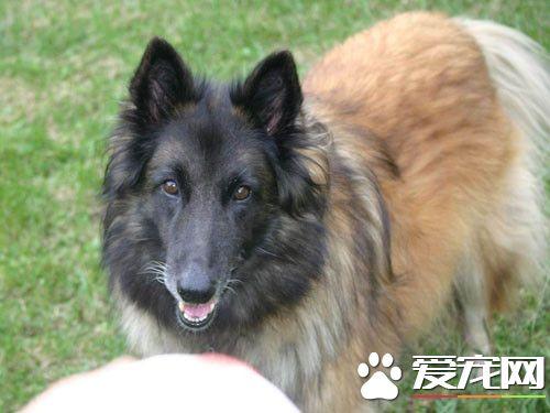 比利时牧羊犬挑选指南：如何选购健康纯种的比利时牧羊犬