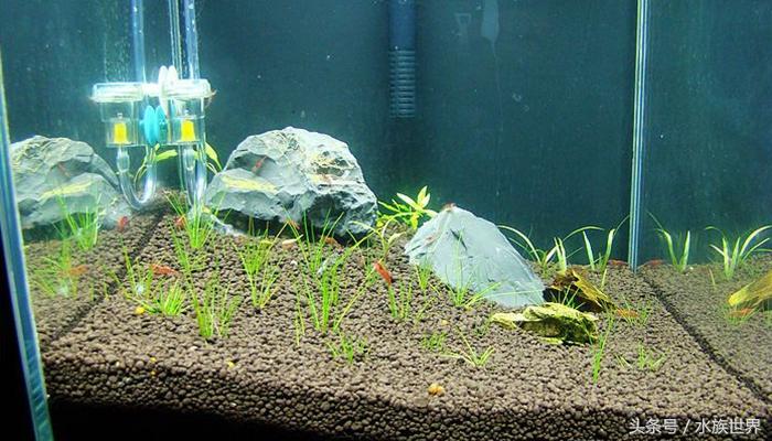 观赏虾怎么养才能活过三个月？