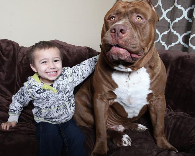 斗牛犬真的像传说中那么凶吗？