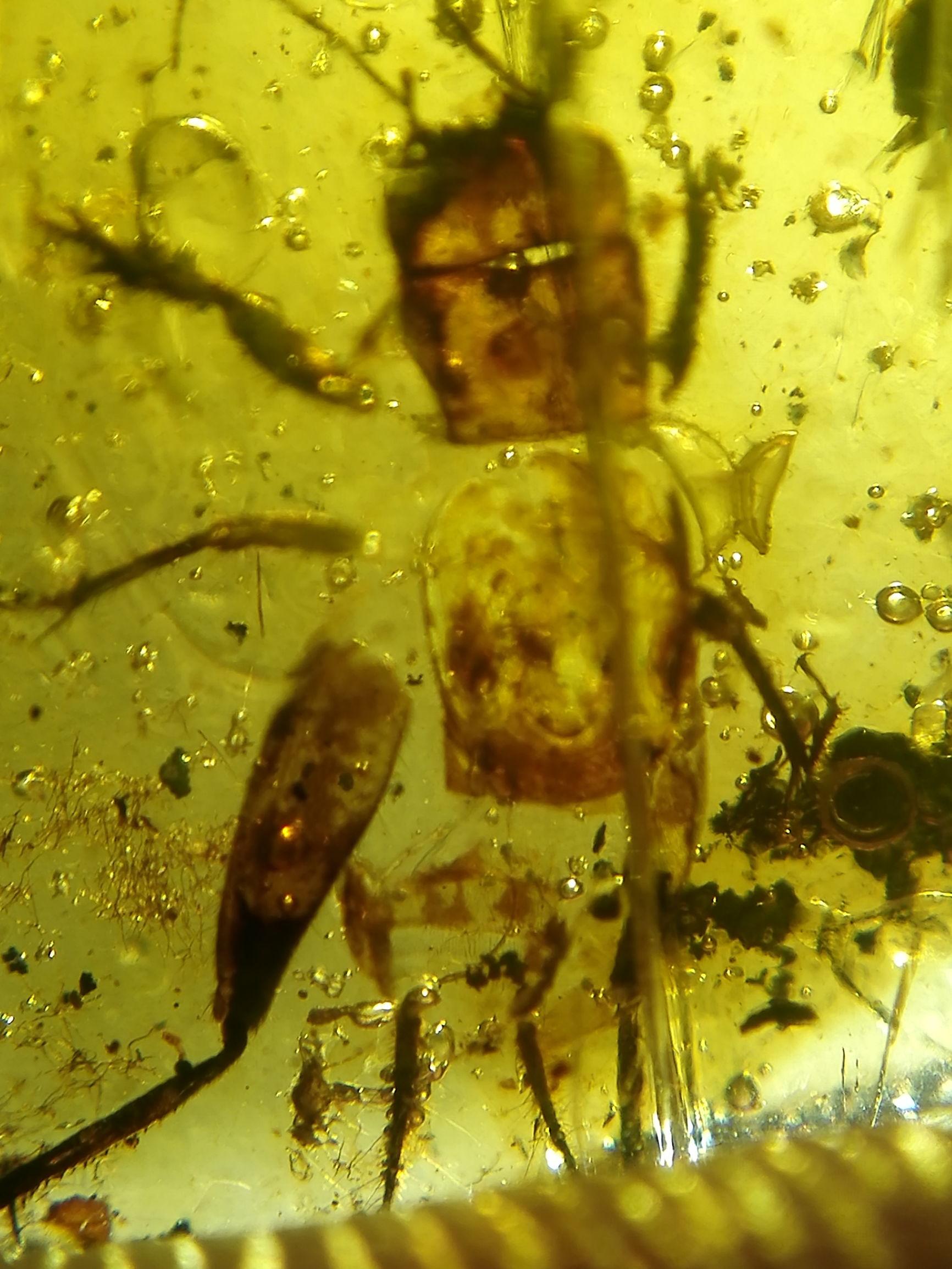 养螽斯真的比养蛐蛐更酷吗？