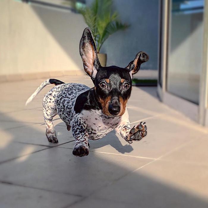 斑点狗真的像电影里那么难养吗？