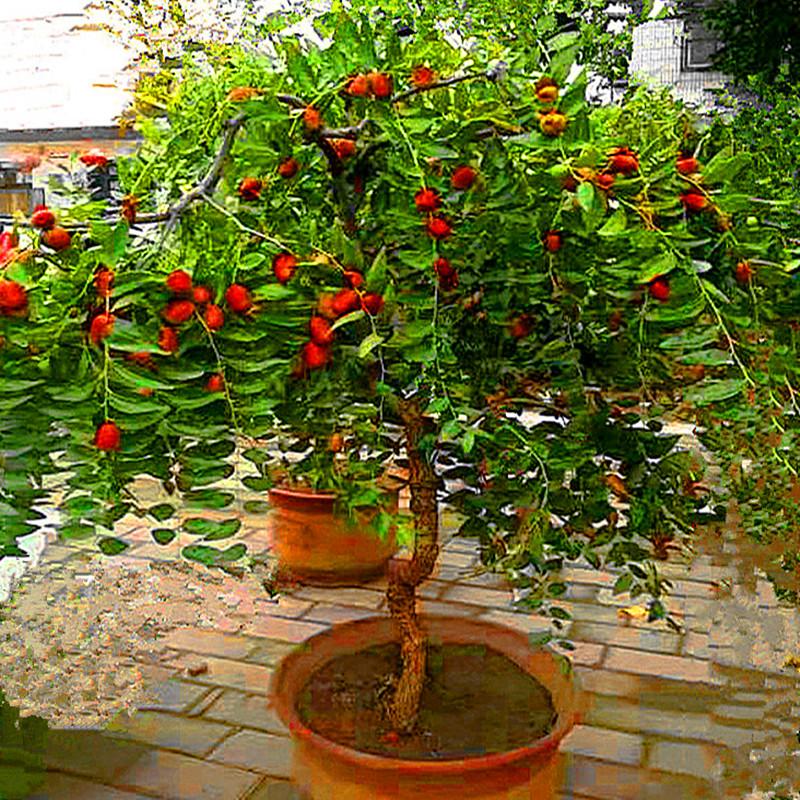 房前屋后种什么树既旺家又省心？