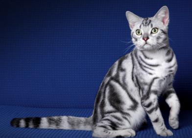 三黄蛋到底有多难煮？