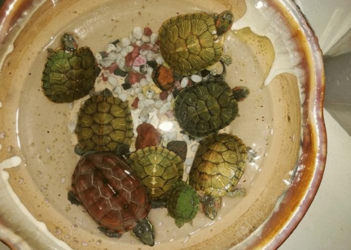 巴西龟常见疾病及预防措施：全面了解巴西龟易患疾病有哪些