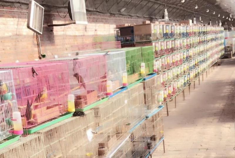 绿颊锥尾鹦鹉真的能把家拆成施工现场？