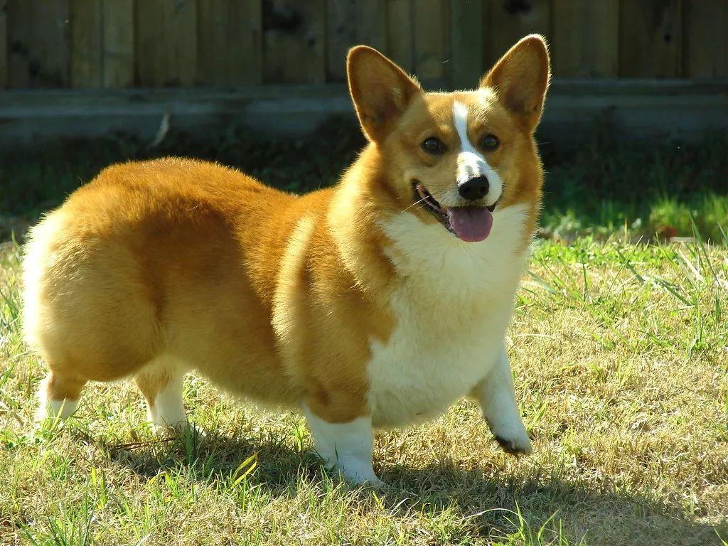 这种腿短身子长的狗到底适合新手养吗？