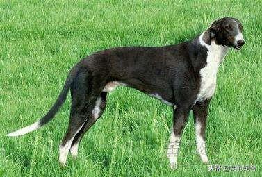 小猎兔犬真的适合新手养吗？