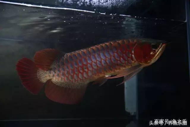 红龙鱼吃什么对发色好？最佳饲料与营养指南